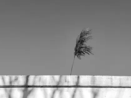 Jazz Casino Farsímaforrit